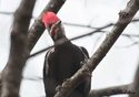 Dryocopus pileatus